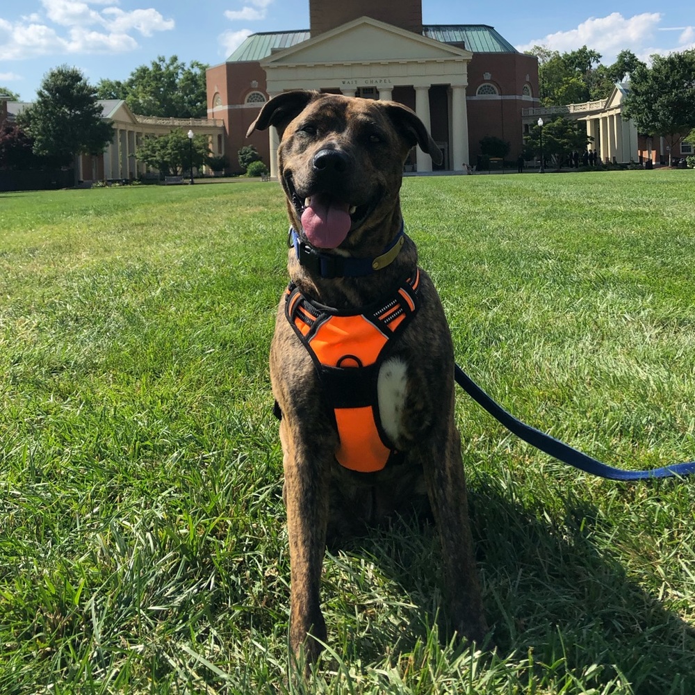 Meet your Posher, Bella